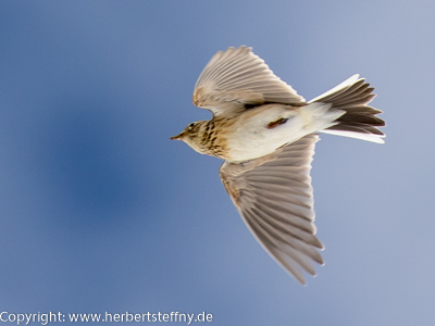 Feldlerche im Singflug