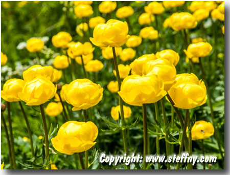 Trollblumenwiese am Wegesrand nach Blaunca